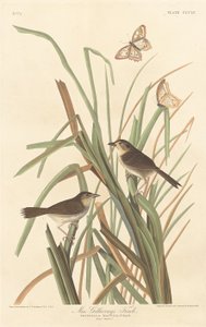 Finch MacGillivraya, 1837. autorstwa Robert Havell