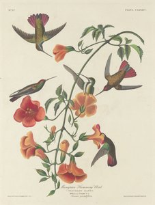 Koliber namorzynowy, 1834. autorstwa Robert Havell