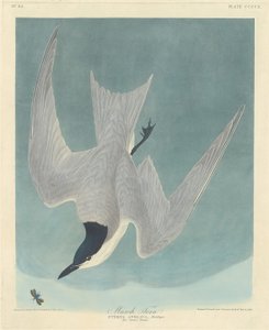 Rybitwa bagienna, 1838. autorstwa Robert Havell