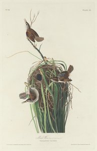 Strzyżyk bagienny, 1830. autorstwa Robert Havell