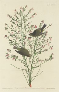 Pokrzewka pomarańczowo-koronkowa, 1833. autorstwa Robert Havell