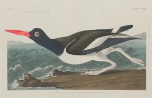 Łapacz ostryg, 1834.