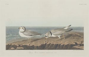 Sieweczka rurowa, 1834. autorstwa Robert Havell