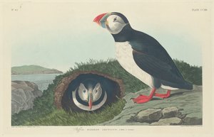 Maskonur, 1834. autorstwa Robert Havell