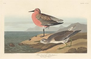 Brodzik czerwonobrzuchy, 1836. autorstwa Robert Havell