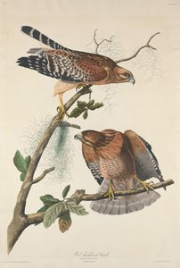 Czerwony jastrząb, 1829. autorstwa Robert Havell