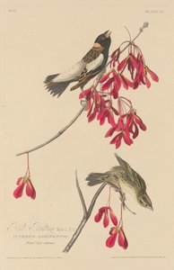 Bunting ryżu, 1829. autorstwa Robert Havell