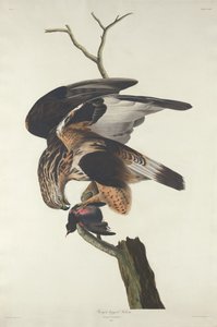 Sokół długonogi, 1833. autorstwa Robert Havell