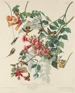 Koliber rubinobrody, 1828. autorstwa Robert Havell