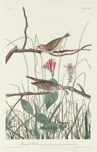 Savannah Finch, 1831. autorstwa Robert Havell