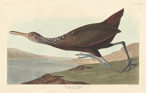Scolopaceus Courlan, 1837. autorstwa Robert Havell