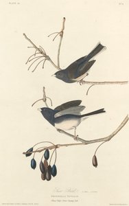 Śnieżny ptak, 1827. autorstwa Robert Havell