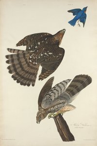 Stanley Hawk, 1828. autorstwa Robert Havell