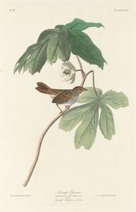 Wróbel bagienny, 1829. autorstwa Robert Havell