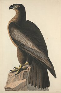 Ptak Waszyngtona lub wielki amerykański orzeł morski, 1827 r.
