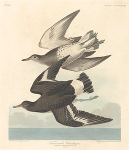 Sandpiper Townsenda, 1838. autorstwa Robert Havell