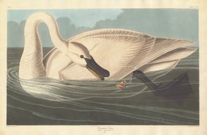 Łabędź trębacz, 1838. autorstwa Robert Havell
