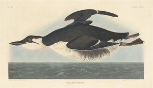 Uria Brunnichii, 1835. autorstwa Robert Havell