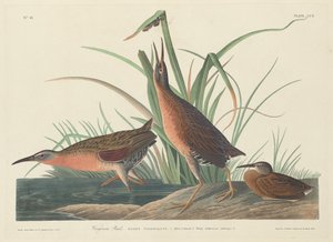 Virginia Rail, 1834. autorstwa Robert Havell