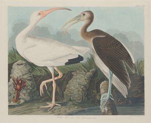 Biały Ibis, 1834. autorstwa Robert Havell