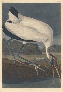 Drewno Ibisa, 1834. autorstwa Robert Havell