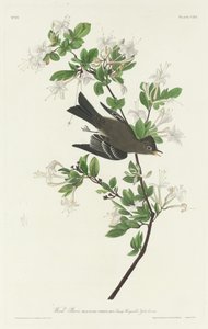 Drewno Pewee, 1831. autorstwa Robert Havell
