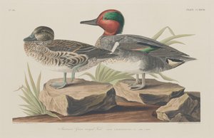 Amerykańska zielonoskrzydła cyraneczka autorstwa Robert Havell after John James Audubon