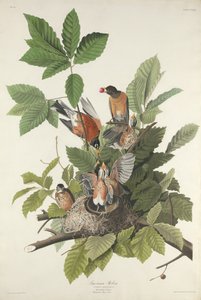 Amerykański Robin autorstwa Robert Havell after John James Audubon