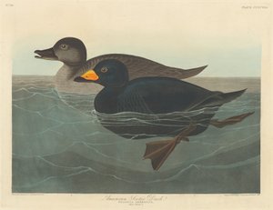 Amerykańska markaczka autorstwa Robert Havell after John James Audubon