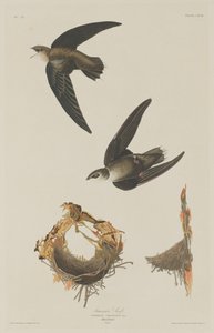 jerzyk amerykański autorstwa Robert Havell after John James Audubon