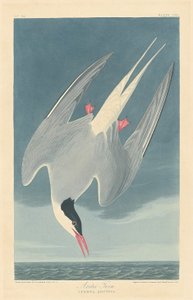 Rybitwa popielata autorstwa Robert Havell after John James Audubon