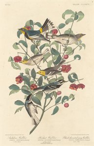 Pokrzewka Audubona, Pustelniczka i Pokrzewka szara czarnogardła autorstwa Robert Havell after John James Audubon
