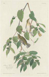 Jesienna pokrzewka autorstwa Robert Havell after John James Audubon