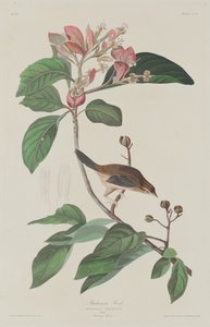 Bachmans Finch autorstwa Robert Havell after John James Audubon
