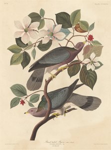 Gołąb pręgowany autorstwa Robert Havell after John James Audubon