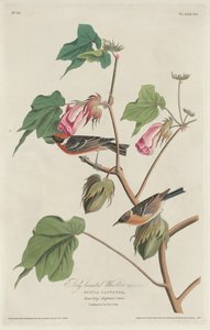 gajówka gajowata autorstwa Robert Havell after John James Audubon