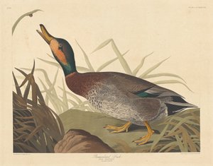 Pokalana Kaczka autorstwa Robert Havell after John James Audubon