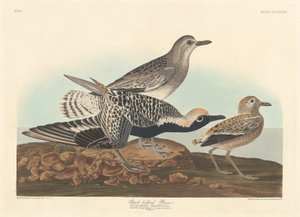 Sieweczka czarnobrzucha autorstwa Robert Havell after John James Audubon