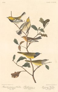 Pokrzewka czarnogardła, pokrzewka czarnobrązowa i pokrzewka żałobna autorstwa Robert Havell after John James Audubon