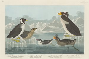 Guillemot czarnogardły, alczyk szlachecki, alczyk kędzierzawy i guillemot rogaty autorstwa Robert Havell after John James Audubon