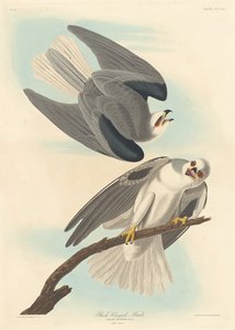 Czarnoskrzydły Jastrząb autorstwa Robert Havell after John James Audubon