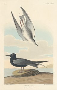 Rybitwa czarna autorstwa Robert Havell after John James Audubon