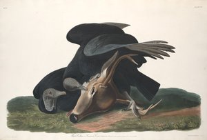 Czarny Sęp autorstwa Robert Havell after John James Audubon