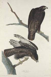 Czarny wojownik autorstwa Robert Havell after John James Audubon