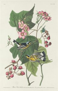 Czarna i żółta gajówka autorstwa Robert Havell after John James Audubon
