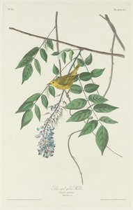 Niebieskooka żółta gajówka autorstwa Robert Havell after John James Audubon