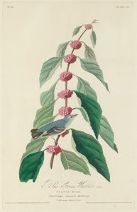 Niebiesko-zielona gajówka autorstwa Robert Havell after John James Audubon