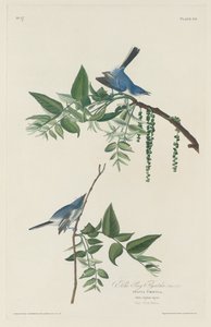 Niebiesko-szara muchołówka autorstwa Robert Havell after John James Audubon