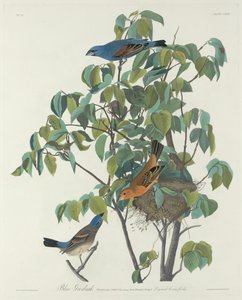 Niebieski grubodziób autorstwa Robert Havell after John James Audubon