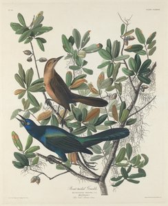 Grackle z ogonem łodzi autorstwa Robert Havell after John James Audubon